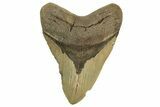 Fossil Megalodon Tooth - North Carolina #219945-1